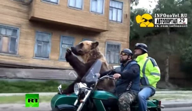 Στη Ρωσία και οι αρκούδες επιβαίνουν σε μηχανές! (βίντεο)